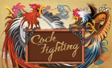 cock fighting